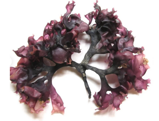 Raw Purple Sea Moss (Chondrus Crispus)